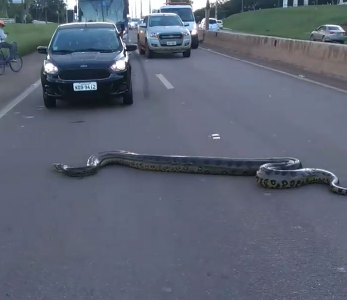 อนาคอนด้า