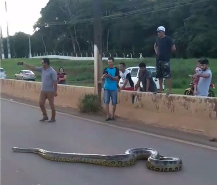 อนาคอนด้า