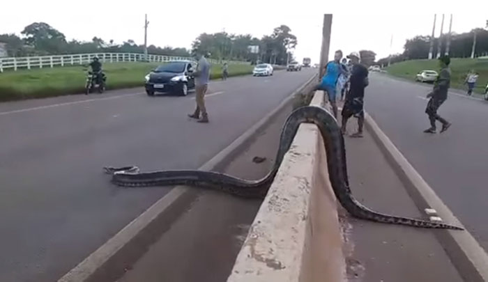 อนาคอนด้า