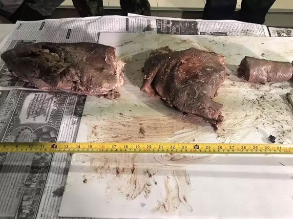 มือยิงหมีขอ