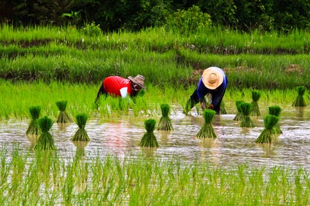 มหาวิทยาลัยชาวนา