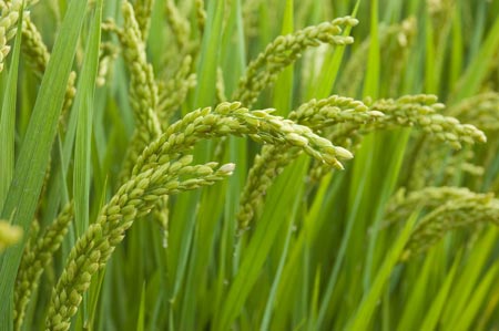 มหาวิทยาลัยชาวนา