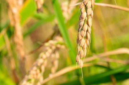 มหาวิทยาลัยชาวนา