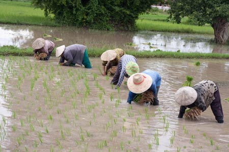 มหาวิทยาลัยชาวนา