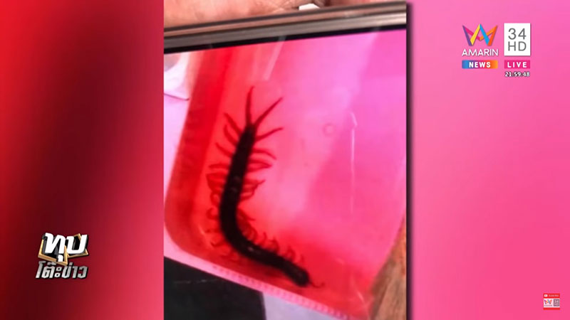 ตะขาบกัดอัณฑะ