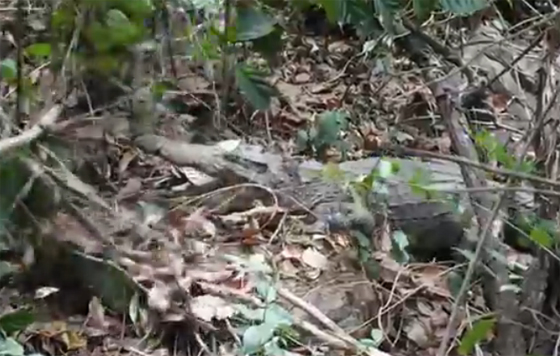 จระเข้น้ำจืดสายพันธุ์ไทย