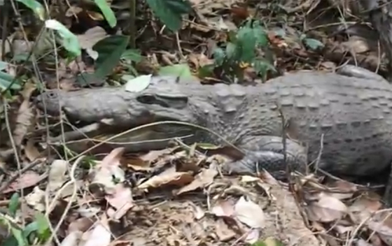 จระเข้น้ำจืดสายพันธุ์ไทย