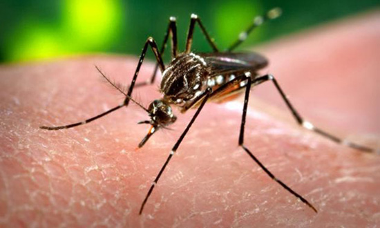 ยุงก้นป่อง