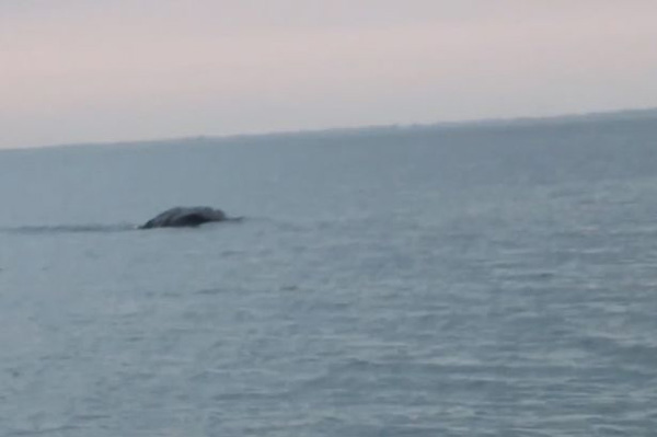 Fishing With David Lynch