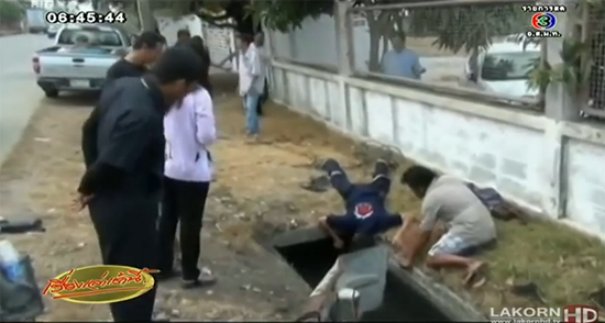 มุดท่อระบายน้ำ ช่วยชีวิตลูกควาย