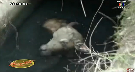 มุดท่อระบายน้ำ ช่วยชีวิตลูกควาย