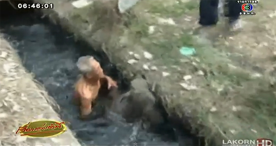 มุดท่อระบายน้ำ ช่วยชีวิตลูกควาย