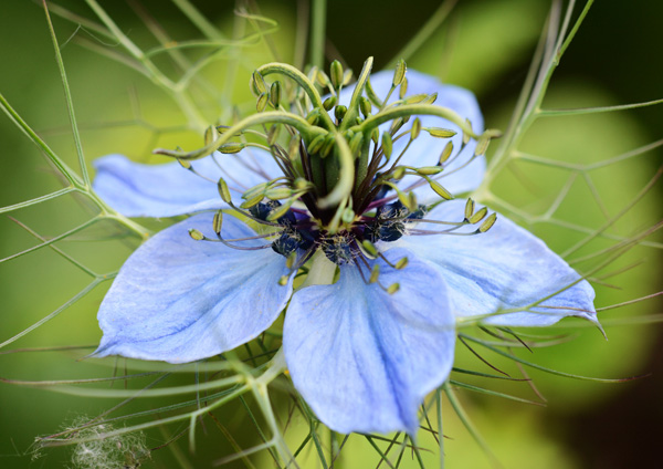 love in a mist love in a mist