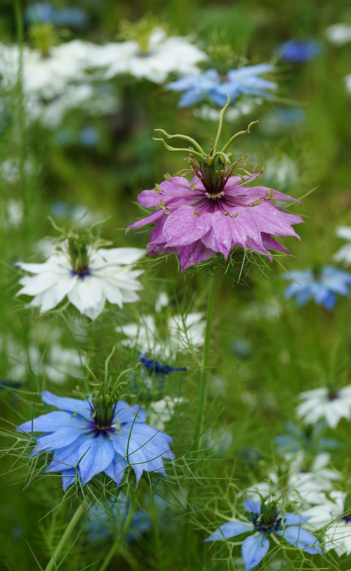 love in a mist love in a mist