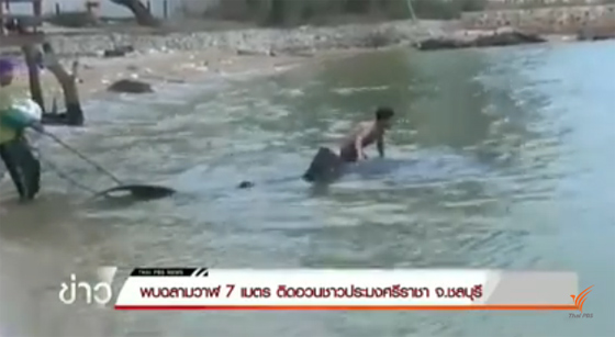 ฉลามวาฬ ยาว 7 เมตร