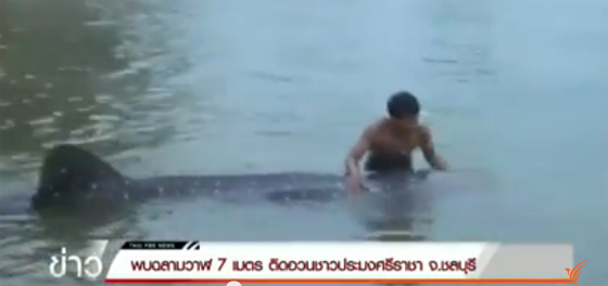 ฉลามวาฬ ยาว 7 เมตร