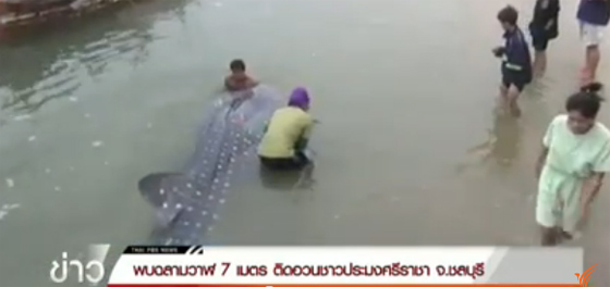 ฉลามวาฬ ยาว 7 เมตร