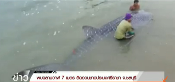 ฉลามวาฬ ยาว 7 เมตร