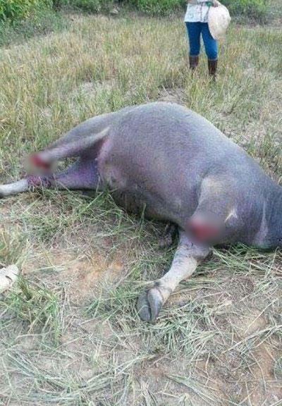 ควายถูกตัดขา