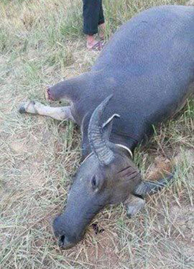 ควายถูกตัดขา