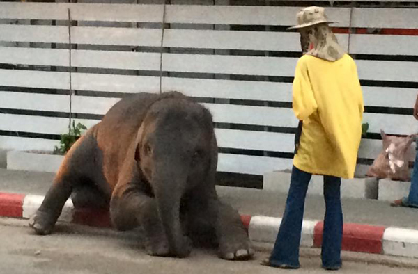 ลูกช้างเร่ร่อน