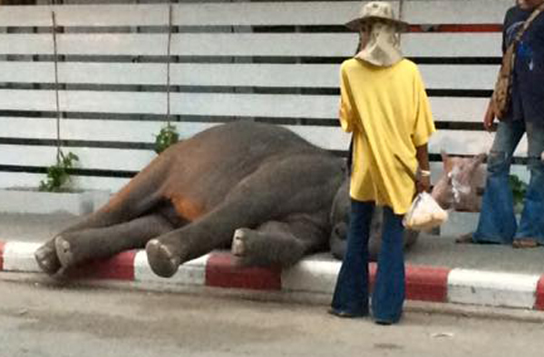 ลูกช้างเร่ร่อน