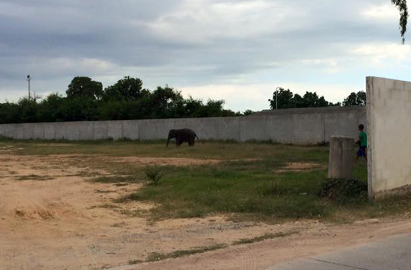 ลูกช้างเร่ร่อน