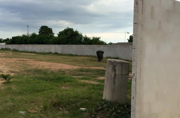 ลูกช้างเร่ร่อน