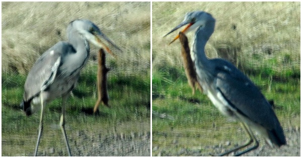 นกกระสาเขมือบเพียงพอน