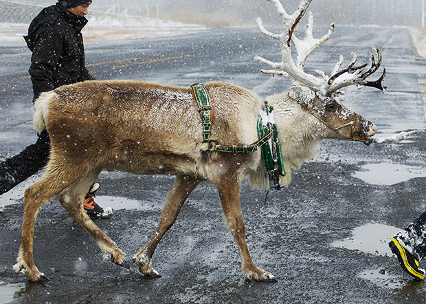 กวางเรนเดียร์