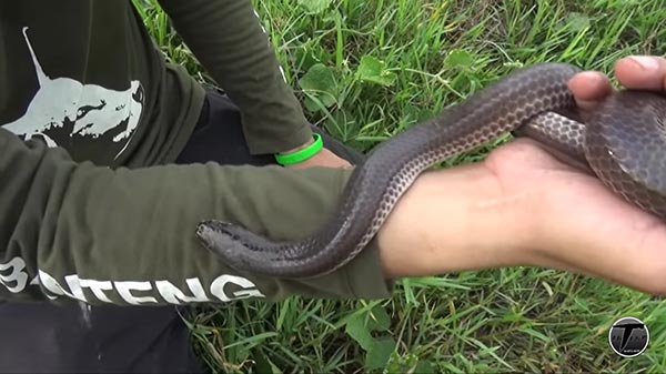 งูแสงอาทิตย์