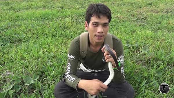 งูแสงอาทิตย์