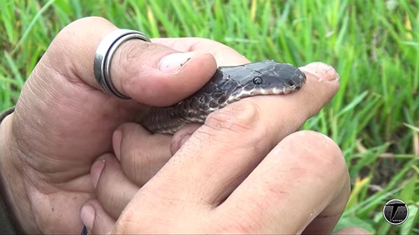 งูแสงอาทิตย์