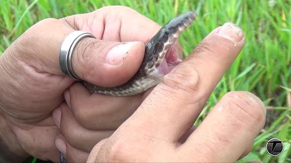 งูแสงอาทิตย์