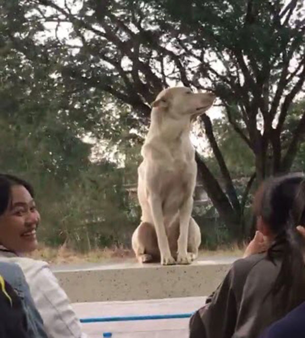 สุนัขแสนรู้