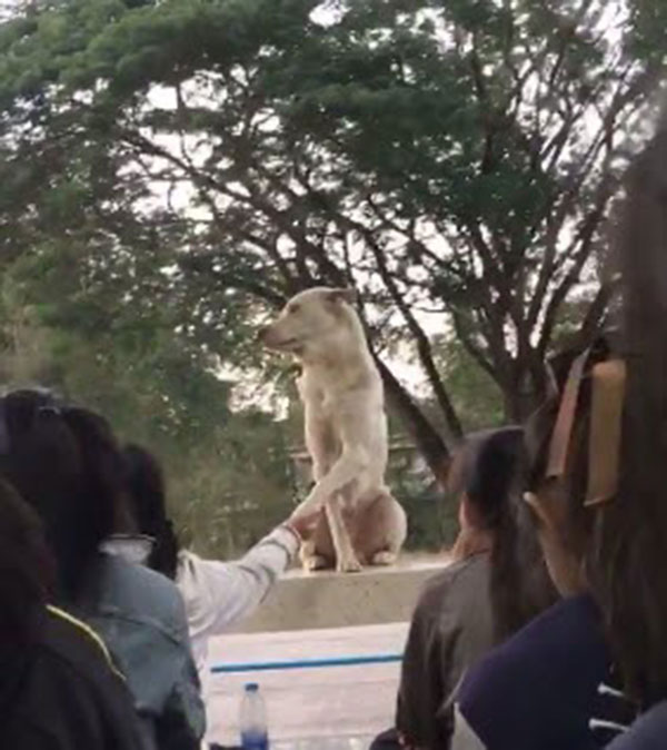 สุนัขแสนรู้