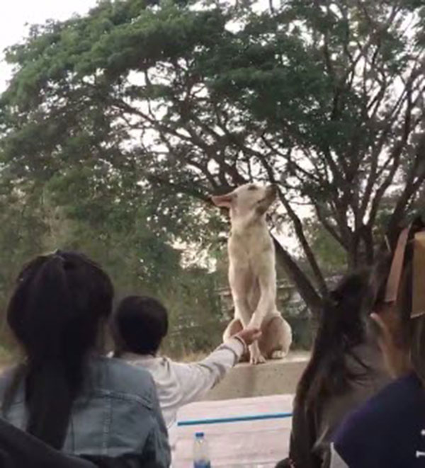 สุนัขแสนรู้