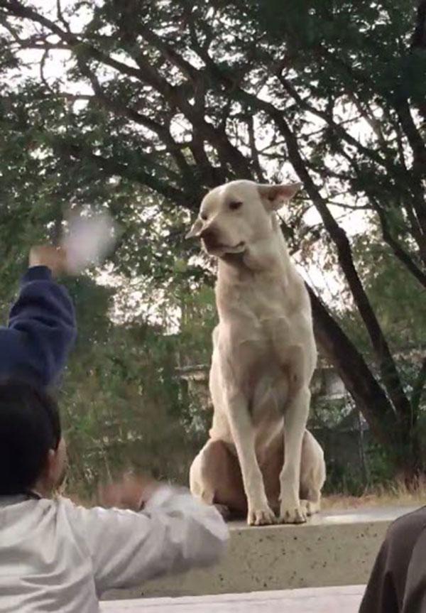 สุนัขแสนรู้