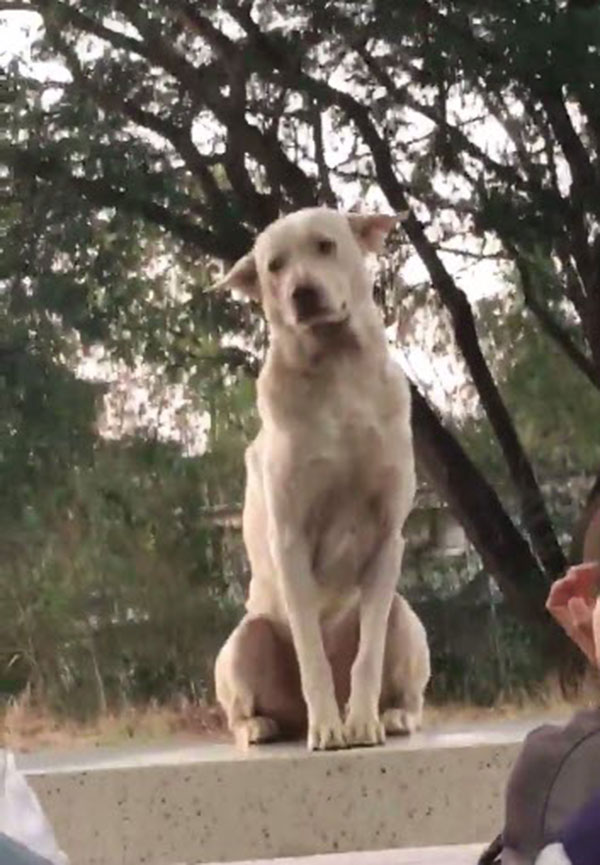 สุนัขแสนรู้