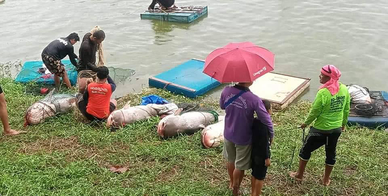 จับปลาในเขตอภัยทาน