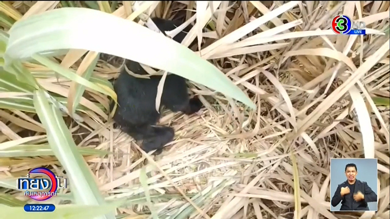 ล่าหมีควาย