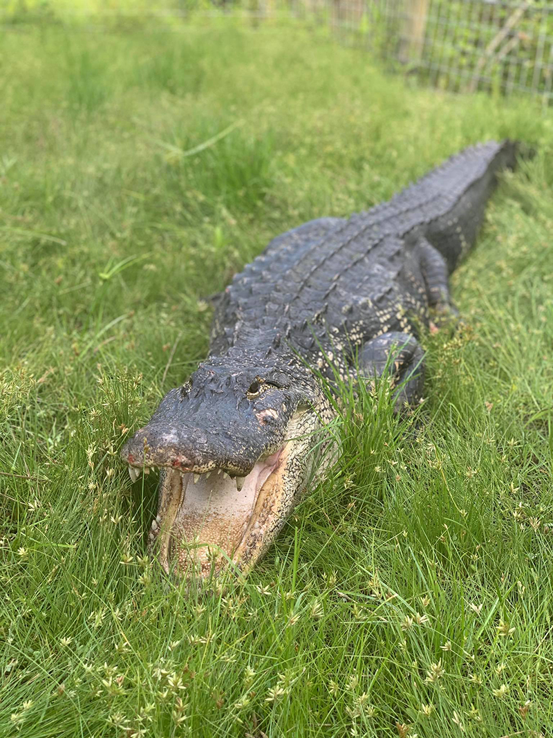 จระเข้เข้าบ้าน