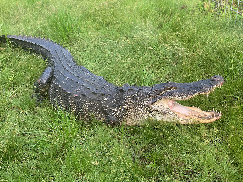 จระเข้เข้าบ้าน