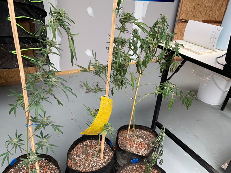 ค้ากัญชา