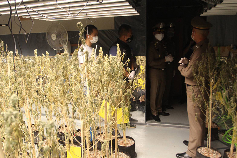 ค้ากัญชา