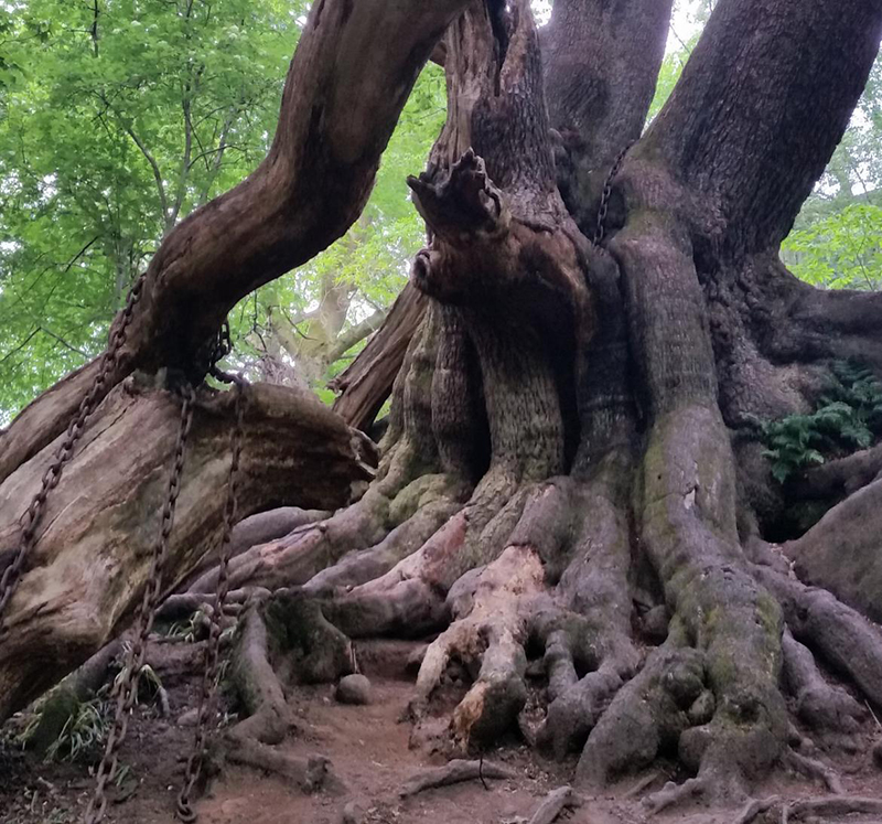 ต้นโอ๊ก 200 ปี