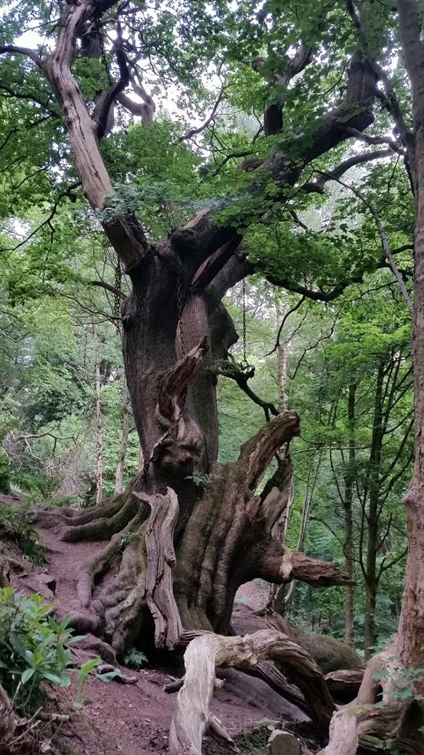 ต้นโอ๊ก 200 ปี