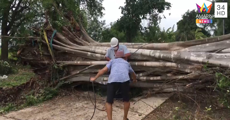 ต้นไม้โค่นทับบ้าน