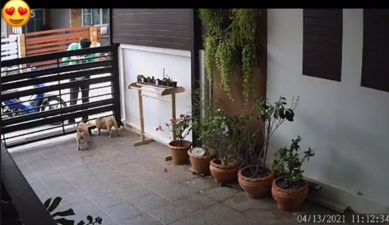 ไลน์แมนให้อาหารหมา