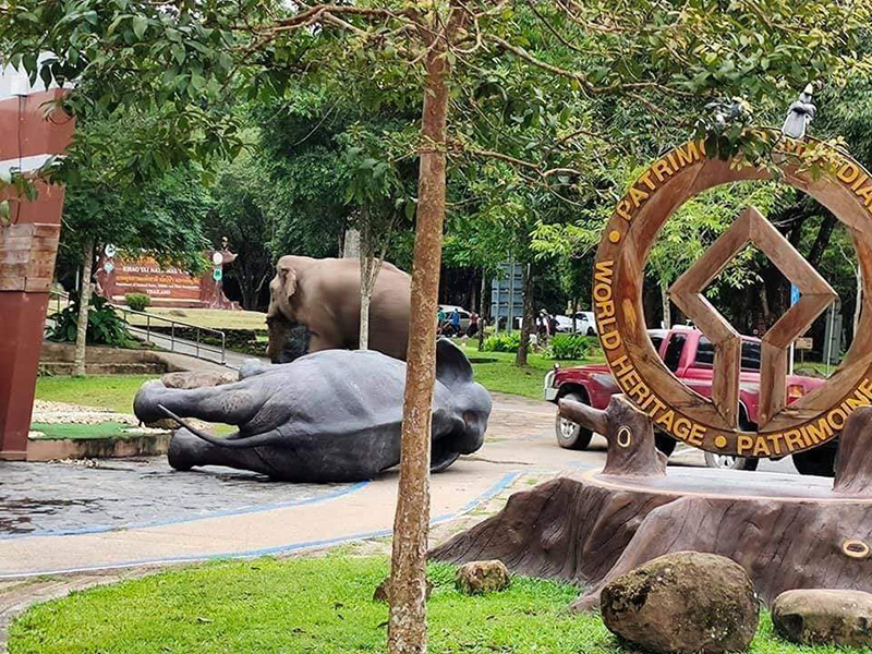 ช้างป่า